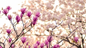 Magnolia flowers, Purple Flowers, Plant, Branches, Spring, Blossom, 4K wallpaper