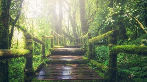 Rainforest, Wooden bridge, Daylight, Green, Forest, 4K wallpaper