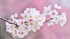 Cherry flowers, Cherry blossom, Spring, Pink flowers, 4K wallpaper