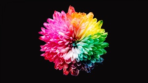 Colorful flowers, Multicolor, Black background, 4K wallpaper