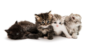 Cute Kittens, White background, 4K wallpaper