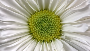 Daisy flower, Macro, White daisy, 4K wallpaper