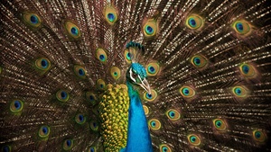 Peafowl, Peacock, 4K wallpaper