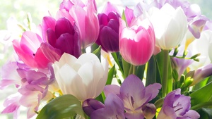 Tulips, Crocus flowers, Colorful, Bouquet, 4K wallpaper