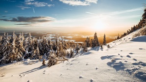 Winter, Landscape, Pine trees, Frosted trees, Sunny day, Snow, 4K wallpaper