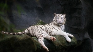 White Bengal Tiger, Zoo, Cave, White tiger, Wild, 4K wallpaper