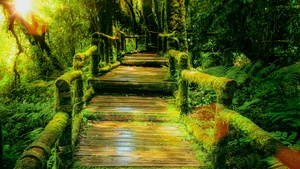 Wooden bridge, Rainforest, Green Moss, Wild, Sunlight, 4K wallpaper