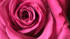 Pink rose, Macro, Bloom, 4K wallpaper