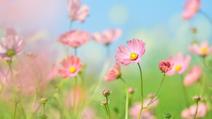 Flower garden, Cosmos flowers, Summer, Aesthetic, Daytime, 4K wallpaper