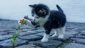 Kitten, Adorable, Kitty, Pet, Cute Cat, 4K wallpaper
