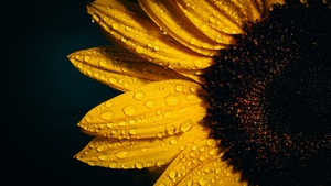 Sunflower, Black background, Rain droplets, Yellow, 4K wallpaper