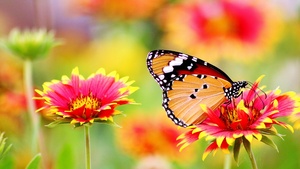 Butterfly, Pollen, Flower garden, Bokeh, Bloom, Blossom, 4K wallpaper