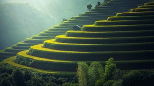 Rice fields, Agriculture, Paddy fields, Landscape, Terrace farming, Green, Daylight, 4K wallpaper