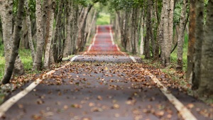 Fall, Trees, Road, Tarmac, Woods, Foliage, 4K wallpaper