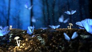 Butterflies, Macro, Forest, Bokeh, 4K wallpaper
