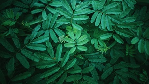 Leaves, Green, Spring, 4K wallpaper