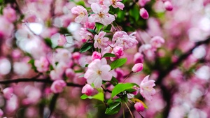 Cherry blossom, Pink flowers, Spring, 4K wallpaper