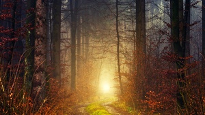 Autumn, Light, Atmosphere, Fall, Daytime, Forest, 4K wallpaper