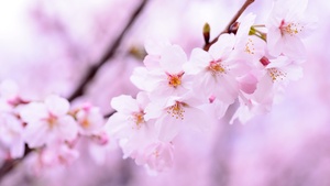 Cherry blossom, Cherry flowers, Spring, Pink flowers, Pink background, 4K wallpaper