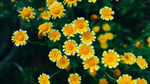 Daisy flowers, Yellow flowers, Blossom, Bloom, Pollen, 4K wallpaper