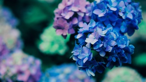 Purple Flowers, Blossom, Plant, Macro, 4K wallpaper