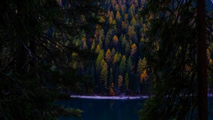 Lake, Forest, Wilderness, Pine trees, Cold, Evening, 4K wallpaper