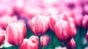 Red Tulips, Bloom, Spring, Blossom, Tulip flowers, 4K wallpaper