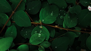 Green leaves, Rain droplets, Macro, Plant, 4K wallpaper