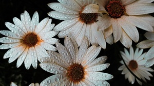 Daisy flowers, White flowers, Dew Drops, Water drops, 4K wallpaper