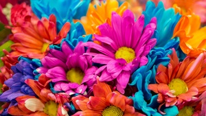 Dahlia flowers, Colorful, Bloom, Pink, Orange, Vibrant, Aesthetic, 4K wallpaper
