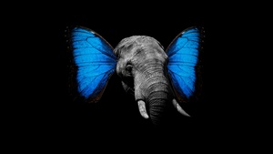 Elephant, Butterfly, Black background, 4K wallpaper