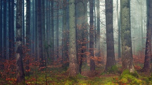 Forest, Dawn, Woods, Daylight, Fall, 4K wallpaper