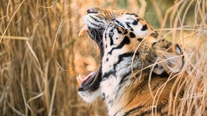 Siberian tiger, Roaring, Zoo, 4K wallpaper