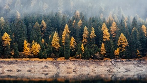 Forest, Reflection, Woods, Autumn, Lake, Foggy, Mist, Fall, 4K wallpaper