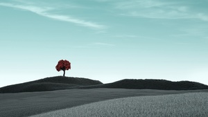 Lone tree, Clear sky, Surreal, Dry fields, Landscape, 4K wallpaper