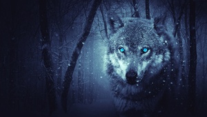 Wolf, Blue eyes, Snowfall, Winter, Night, Forest, 4K wallpaper