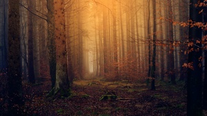 Autumn, Fall Foliage, Forest, Mist, Foggy, Dark, 4K wallpaper