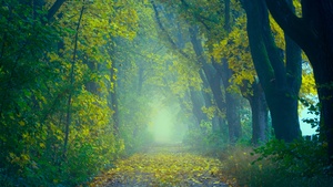 Spring, Forest, Path, Foggy, Foliage, Yellow leaves, Green, 4K wallpaper