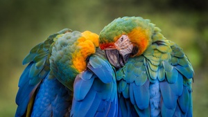 Birds, Tropical, 4K wallpaper