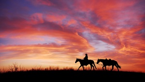 Cowboy, Horses, Silhouette, Dawn, Sunset, Western, 4K wallpaper