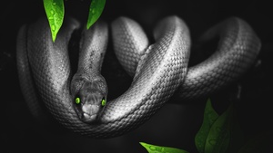 Snake, Reptile, Dark, Green eyes, Jungle, 4K wallpaper