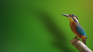 Kingfisher, Branch, Green background, 4K wallpaper