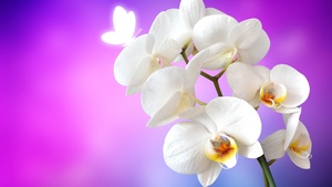 Orchid flowers, White Orchids, Pink background, 4K wallpaper