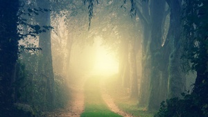 Foggy, Path, Forest, Morning, Light, Fall, Mist, 4K wallpaper