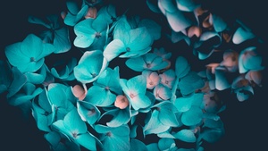 Blue flowers, Petals, Teal, Black background, 4K wallpaper