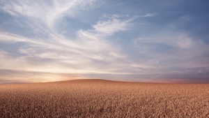 Evening, Dusk, Landscape, Dry fields, 4K wallpaper