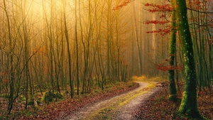 Autumn, Wilderness, Dirt road, Forest, Light, Atmosphere, Fall, Daytime, 4K wallpaper