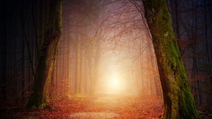 Fall, Morning light, Forest, Dirt road, Foggy, Autumn, 4K wallpaper