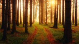 Path, Sunlight, Ambiance, Woods, 4K wallpaper