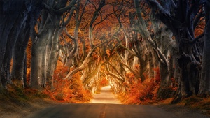 Forest, Daylight, Road, Aesthetic, Autumn, Fall, Sun rays, Trees, 4K wallpaper